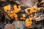 Oranžovka  vřetenovýtrusá (Byssonectria terrestris) roste na zemi  v jehličnatých lesích, často poblíž výkalů  zvěře. Její miskovité plodnice (apotecia)  obklopuje plstnatý  povlak z bělavých hyf. Ve středu fotografie jsou vlákna i apotecia poškozená okusem. Foto M. Kříž