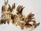 Pirotka (Pirottaea sp.) – hnědé  chlupy na vnějším povrchu plodnice. Foto M. Šandová