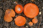 Mistička oranžová (Melastiza cornubiensis). Foto M. Kříž