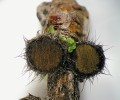Štětinatka jehlicová (Desmazierella acicola) – plodnice na tlející borové jehlici. Foto O. Koukol 