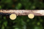 Plodnice dlouhobrvky zdobené  (Cyathicula coronata) na tlející bylinné lodyze. Foto M. Kříž