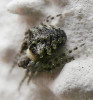 Mládě křižáka hrbatého parazitované larvou lumka Polysphincta cf. tuberosa na zdi zámku v Chanovicích. Foto E. Legátová 