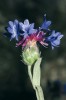 Centaurea depressa, jednoletý druh z podrodu Cyanus. Je dobře patrné, že okrajové květy chrp vznikly přeměnou trubkovitých květů a nejde o typické jazykovité květy přítomné u mnoha jiných rodů hvězdnicovitých (Asteraceae). Okraj silnice u Ankary, centrální Turecko. Foto P. Koutecký