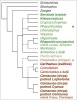Zjednodušená fylogeneze subtribu Centaureinae na základě molekulárních dat. Některé menší rody byly vynechány, většina rodů nemá ustálené české názvy. Pro lepší orientaci jsou hlavní skupiny barevně odlišeny; ne zcela jisté vztahy vyznačeny čárkovaně. Rody, které se vyskytují v ČR (včetně neofytů, tedy zavlečených po r. 1500), jsou zvýrazněny; dva rody obsahující větší počet druhů odštěpených od „tradičně“ definovaného rodu chrpa označeny tečkou. Podle: A. Su­sanna a N. Garcia-Jacas (2009), upraveno