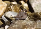 Původně mediteránní motýl cípatec jižní (Libythea celtis) byl nalezen i na jižní Moravě. Sameček. Foto Z. Laštůvka