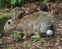 Dříve velice hojný u nás nepůvodní králík divoký (Oryctolagus cuniculus)  se dnes paradoxně řadí k „vzácným“ druhům. Foto M. Anděra
