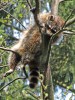 Mýval severní v typické pozici při odpočívání na stromě. Foto M. Anděra