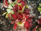Mucholapka podivná (Dionaea muscipula) užívá stejný typ  lapacích pastí jako aldrovandka měchýřkatá (Aldrovanda vesiculosa, následující foto),  od které se oddělila ve starším kenozoiku. Foto L. Adamec
