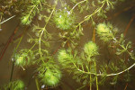 Aldrovandka měchýřkatá (Aldrovanda vesiculosa) užívá stejný typ lapacích pastí jako mucholapka podivná (Dionaea muscipula, předchozí foto) od které se oddělila ve starším kenozoiku. Foto L. Adamec