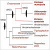 Příbuzenské vztahy mezi čeleděmi řádu láčkotvarých (Nepenthales). Maso­žravé taxony červeně. Čeleď Dioncophyllaceae obsahuje masožravé i nemasožravé zástupce. Na vývojovém diagramu jsou vyznačeny celogenomové duplikace (WGD – Whole Genome Duplication). Délka větví je orientační, důležité je pořadí větvení. Rod Aldrovanda se od rodu Dionaea oddělil asi před 48 miliony let, v době prudkého globálního oteplení planety (starší eocén). Upraveno podle: G. Palfalvi a kol. (2020)