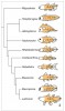 Schematické znázornění velikostní a morfologické diverzity lalokoploutvých ryb (Crossopterygii) ve srovnání s recentní latimérií v jednoduchém fylogenetickém stromu. Za povšimnutí stojí morfologické rozdíly latimérie a nejbližšího rodu  Macropoma. Upraveno podle: D. Casane a P. Laurenti (2013)