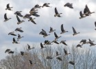 Letící husy tundrové. Foto J. Ševčík