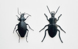 Srovnání skutečného střevlíka kožitého (Carabus coriaceus, vlevo) a jeho umělého dvojníka vytištěného na 3D tiskárně. Foto J. Růžičková 