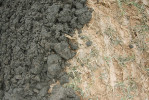 Horusický rybník. Kontrast bahna bohatého organickými látkami oproti humusem chudé půdě je zřetelný. Foto z archivu ENKI, o. p. s.