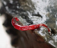 Larva pakomára Chironomus  z druhové skupiny plumosus. Foto J. Duras