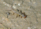 Larva pošvatky rodu Isoperla  kráčející po vysychajícím korytě. Foto P. Pařil