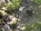 Divoká prasata hodují na obnaženém korytě potoka Žďárná v Drahanské vrchovině na hranici vyschnutí. Foto P. Pařil