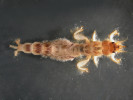 Larva jepice rodu Ephemera, která se dokáže zahrabávat do vlhkého substrátu. Foto P. Pařil