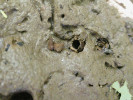 Schránky z kamínků u chrostíků z čeledi Limnephilidae udržují vlhkost nutnou pro přežití a umožňují zalézání do měkkého a vlhkého substrátu. Foto P. Pařil