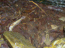 Jedinci chráněné vranky pruhoploutvé (Cottus poecilopus) na potoce  Obloučník v Rychlebských horách hynou v důsledku snižujícího se množství  kyslíku ve zbytkové tůni. Foto P. Pařil