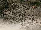 Bahnito-písčité rourky pakomárů  rodu Micropsectra jsou schopny zadržovat vlhkost i několik dní  po vyschnutí. Foto P. Pařil