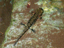 Larva mloka skvrnitého (Salaman­dra salamandra) je častým obyvatelem vysychavých toků, jelikož většinou  dokáže ukončit vodní fázi vývoje ještě před úplným vyschnutím koryta. Foto P. Pařil
