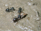 Mravenci požírají tělo larvy  chrostíka rodu Plectrocnemia, která nepřežila vyschnutí. Foto P. Pařil