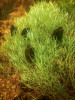 Dospělé blanické perlorodky přerůstané typickým druhem perlorodkových toků hvězdošem háčkatým (Callitriche hamulata). Foto K. Horáček