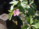 Kakost nachový (Geranium purpureum) se od podobného kakostu smrdutého (G. robertianum) liší menšími korunními lístky, žlutými pylovými zrny a tvarem a oděním kalichů. Ty jsou krátce žláznatě chlupaté, kdežto kalichy kakostu smrdutého dlouze žláznatě chlupaté. Foto J. Doležal