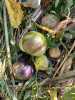 Mochyně dužnoplodá (Physalis philadelphica). Zrající bobule roztrhnou kalich. Foto J. Doležal