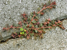 Pryšec skvrnitý (Euphorbia maculata) s nápadnými tmavými skvrnami na listech. Na fotografii je patrné i husté odstálé odění lodyh. S tímto zdomácnělým neofytem se u nás setkáme především jako s plevelem v okrasných záhonech, nebo v městských dlažbách, kde se velmi úspěšně šíří. Foto J. Doležal