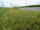 Souvislý porost jitrocele vraní nožky (Plantago coronopus) na okraji sjezdu z dálnice D11 u obce Klamoš nedaleko Chlumce nad Cidlinou. Foto J. Doležal