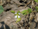 Nápadným znakem rožce čtyřmužného (Cerastium subtetrandrum) jsou čtyřčetné květy. Dobře jsou patrné čtyři zelené kališní lístky a čtyři bílé korunní lístky. Foto J. Doležal