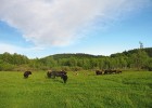 Tuři domácí v Křišťanově na Prachaticku se podobají vyhubeným praturům, v současnosti byli získáni zpětným šlechtěním z primitivních plemen domácího skotu, např. holandského pastevního skotu (heckrind). Vzhledem připomínají neolitický skot prvních zemědělců  na našem území. Foto L. Kovačiková