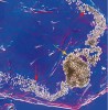 Malpighiho trubice (červená šipka) vycházející z rektálního atria (žlutá  šipka) druhu Hemipteroseius adleri  (čmelíkovci – Gamasida) s krystaly  guaninu. Nomarského interferenční  kontrast. Foto Jaroslav Smrž