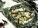 Melanozetes mollicomus  (pancířníci – Oribatida), mezenteron (střední část střeva) s fragmenty mechu.  Barvení Massonův trichrom. Foto Jaroslav Smrž