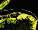 Sekreční aktivita stěny střeva u Tyrophagus putrescentiae (zákožkovci – Acaridida). Tmavé strukturované buňky jsou vlastní buňky střeva  vykazující apokrinní sekreci  (blíže v textu), kompaktní žluté buňky penetrující hemocyty. Snímek  z konfokálního mikroskopu. Foto Jaroslav Smrž