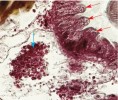 Pancířník Achipteria coleoptrata, mezenteron se sekretujícími buňkami stěny (červené šipky) a tzv. rozetou glyko­genu (modrá šipka). Massonův trichrom. Foto Jaroslav Smrž