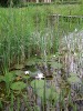 Lokalita bublinatky obecné v rezervaci La Petite Camargue Alsacienne na hranici mezi Francií a Švýcarskem. Horní tok Rýna zde meandruje a vytváří četná slepá ramena a tůně, zarůstající orobincem (Typha) a vodními rostlinami (např. prustka obecná – Hippuris vulgaris, voďanka žabí – Hydrocharis morsus-ranae). Toulky přítmím lužního lesa jsou stejně dobrodružné jako objevování evoluční minulosti v genomech bublinatek. Foto Z. Ragettli