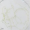 Subtropická obojživelná bublinatka Utricularia gibba je rozšířena v mělkých mokřadech na všech kontinentech. Má silně redukované listy a vyznačuje se  velmi malým genomem, takže se stala oblíbeným modelem zahraničních  molekulárních genetiků. Foto L. Adamec