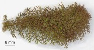  Bublinatka obecná (Utricularia vulgaris) vyrůstající  na jaře z turionu. Tyto pupeny obsahují chlorofyl, a vyrůstající rostliny tak mohou od samého začátku růstu fotosyntetizovat. Listy turionů nenesou pasti. Foto L. Adamec