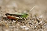 Saranče čárkovaná (Stenobothrus lineatus) – obyvatel středně suchých luk a stepí. Foto O. Kaláb