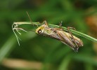 Saranče drobná (Stenobothrus crassipes) patří u nás k vzácně se vyskytujícím suchomilným a teplomilným druhům rovnokřídlého hmyzu stepí a luk s vyššími travními porosty. Foto P. Kočárek