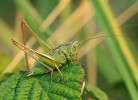 Ponechání neposečené plochy na pokusné lokalitě mělo pozitivní vliv např. na kobylku dvoubarvou (Metrio­ptera bicolor), která vyhledává vyšší bylinnou vegetaci. Foto P. Kočárek