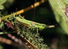 Saranče zlatozelená (Euthystira  brachyptera) obývá zapojené trávníky, např. nepříliš intenzivně obhospodařo­vané louky nebo zanedbaná  a ruderalizovaná místa. Foto P. Kočárek