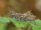 Saranče měnlivá (Chorthippus biguttulus) – běžný druh různých travinných spíše krátkostébelných společenstev. Foto P. Kočárek