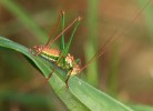 Teplomilný obyvatel vyšší travino­bylinné vegetace kobylka bělopruhá  (Leptophyes albovittata). Foto P. Kočárek