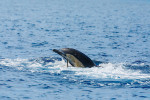 Mezi savce zařadil delfína obecného (Delphinus delphis), žijícího mimo jiné i ve Středozemním moři, už řecký filozof Aristoteles. Foto M. Bobek