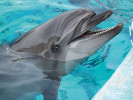 Při výzkumu dorozumívání delfínů se v poslední době uplatňuje i umělá inteligence. Delfín skákavý (Tursiops truncatus). Foto J. Plesník 