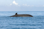 Hřbetní ploutev plejtváka sejvala (Balaenoptera borealis) má nápadný srpovitý tvar a bývá k velikosti těla největší ze všech plejtváků. Foto M. Bobek